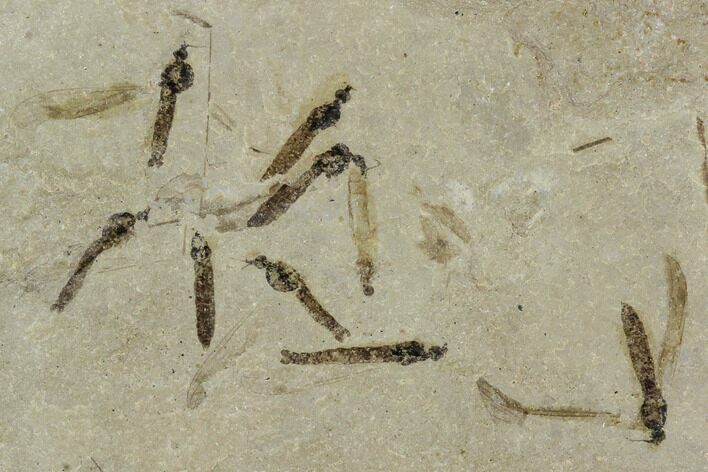 Fossil Crane Fly (Pronophlebia) Cluster - Green River Formation, Utah #111390